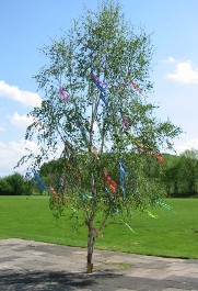 Maibaum 2003